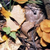 Šta raditi sa pečurkama lisičarkama nakon branja